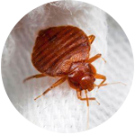 fumigation companies cockroaches dubai Benchmark Pest Control &Cleaning Services LLC | Pest Control Services In Dubai & Sharjah