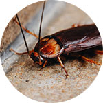 fumigation companies cockroaches dubai Benchmark Pest Control &Cleaning Services LLC | Pest Control Services In Dubai & Sharjah